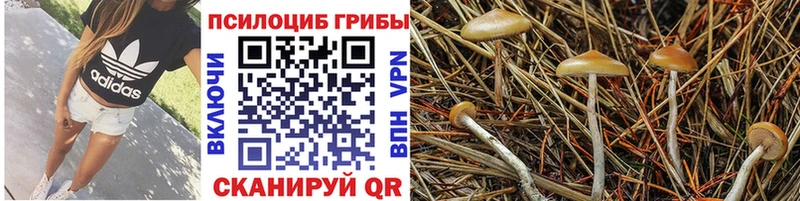 купить  цена  Кудымкар  Галлюциногенные грибы прущие грибы 